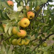 Саджанець груша Коко Суї Азійська в контейнері